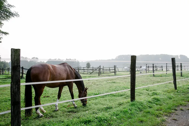Weide am Reitstall Pulheim