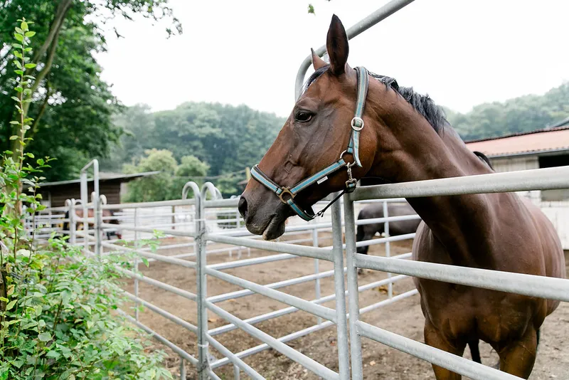 Außenpaddock des Reitstalls Pulheim